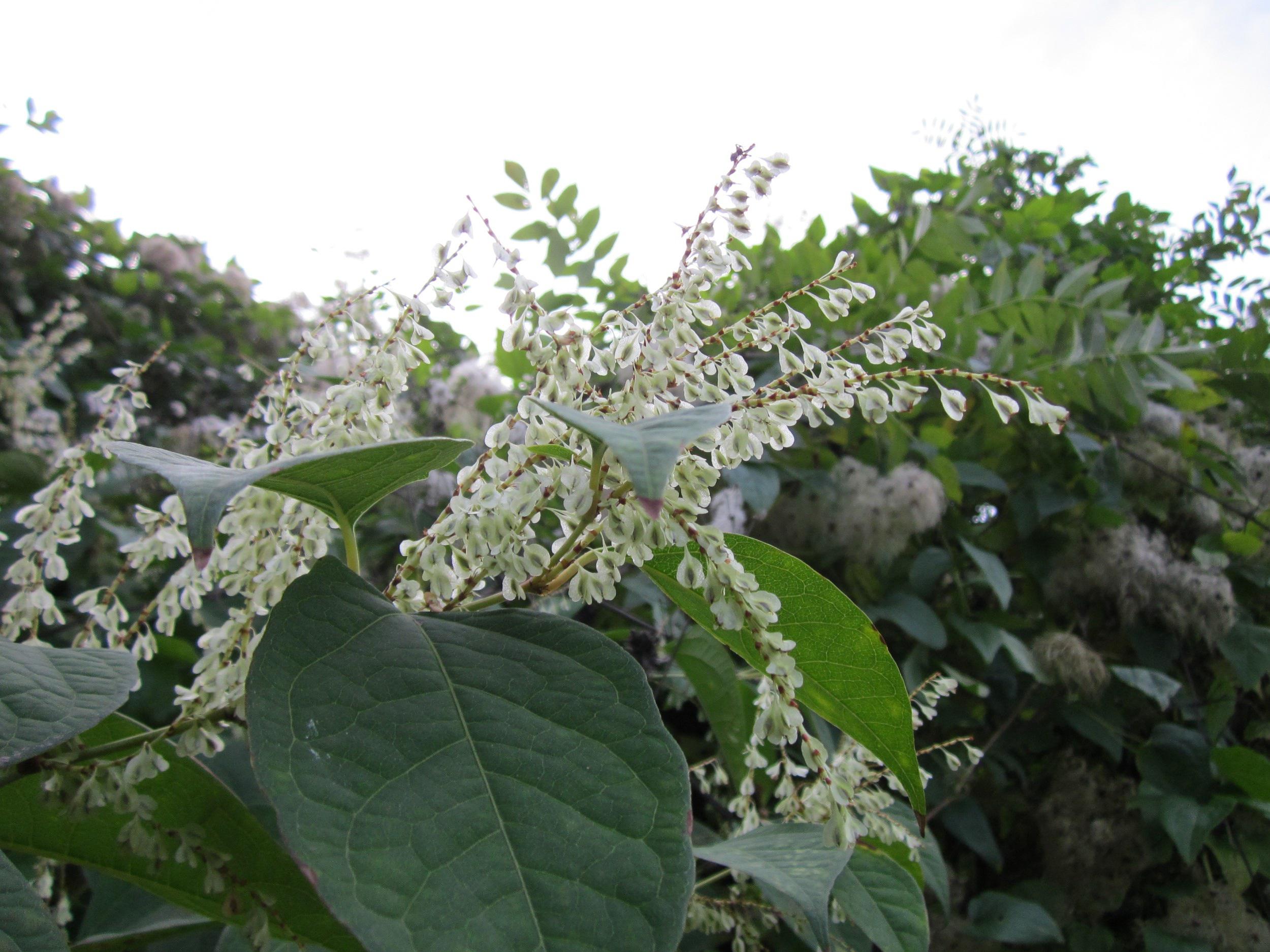 Plante de la renouée du Japon avec feuillage et fleurs blanches